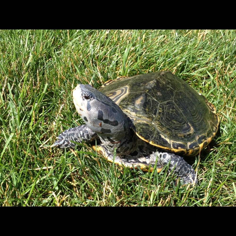 Meet your Posher, Anthony